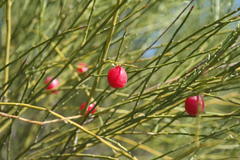 Muraltia scoparia