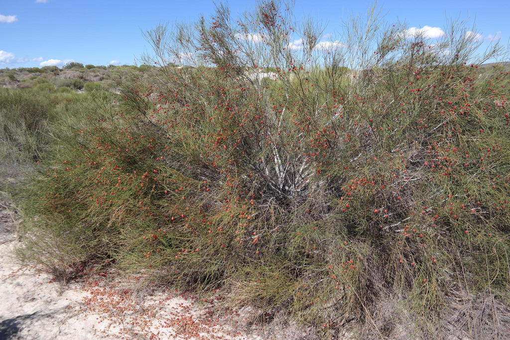 Muraltia scoparia, Matroozefontein, SE of Redelinghuys, by botaneek