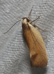 Delexocha ochrocausta