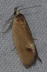 Delexocha ochrocausta