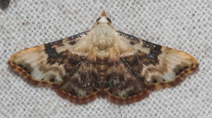 Corgatha molybdophaes