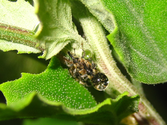 Cosmobaris scolopacea