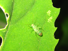 Orthotylus flavosparsus
