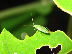 Orthotylus flavosparsus