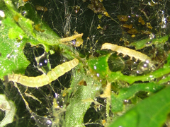 Scythris sinensis