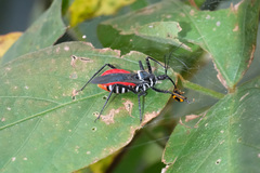 Sphedanolestes pubinotum