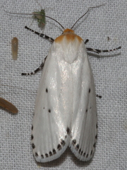 Cryptophasa delocentra