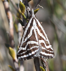 Dichromodes confluaria