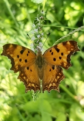 Polygonia egea