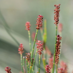 Allocasuarina misera