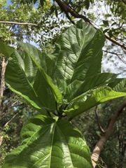 Ficus opposita