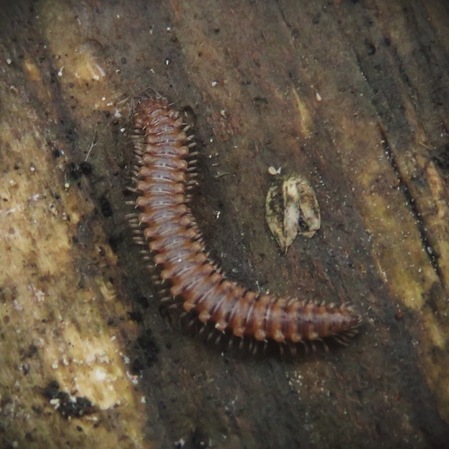 Eyed Flat-backed Millipede
