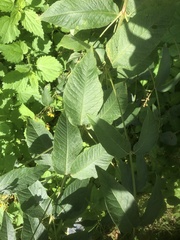 Lysimachia vulgaris