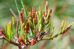 Allocasuarina misera