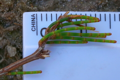 Allocasuarina misera