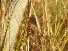 Platycleis intermedia