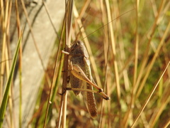 Platycleis intermedia