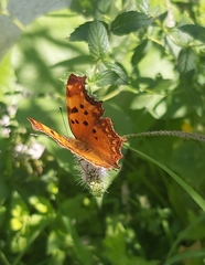 Polygonia egea