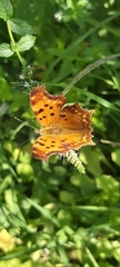 Polygonia egea