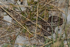 Vipera ursinii