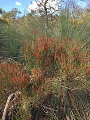 Allocasuarina misera