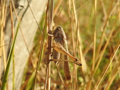 Platycleis intermedia