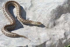 Vipera ursinii