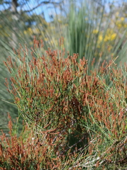 Allocasuarina misera