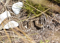 Vipera ursinii