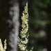 Calamagrostis - Photo (c) Edoardo Alterio, μερικά δικαιώματα διατηρούνται (CC BY-NC), uploaded by Edoardo Alterio