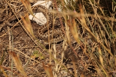 Vipera ursinii