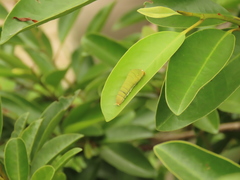 Graphium doson postianus