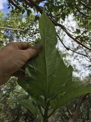 Ficus opposita