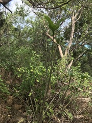 Ficus opposita