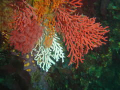 Melithaea rubra