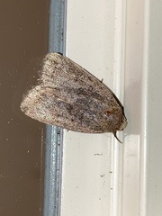 Athetiina