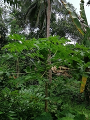 Carica papaya