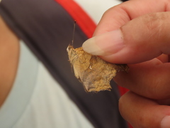 Polygonia c-aureum lunulata