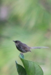 Prinia socialis