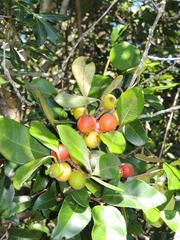 Eugenia erythrophylla