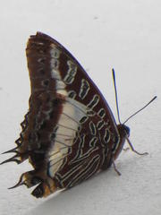 Charaxes brutus natalensis