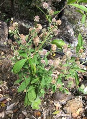 Pterocaulon sphacelatum