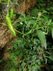Capsicum