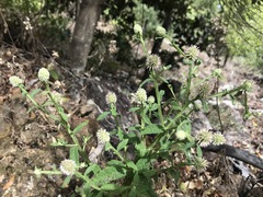Pterocaulon sphacelatum