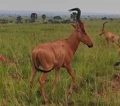 Alcelaphus buselaphus lelwel