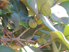 Eugenia erythrophylla