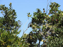 Eugenia erythrophylla