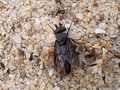 Symphoromyia