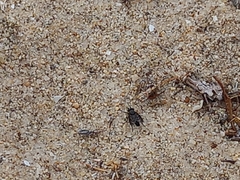 Symphoromyia