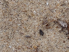 Symphoromyia